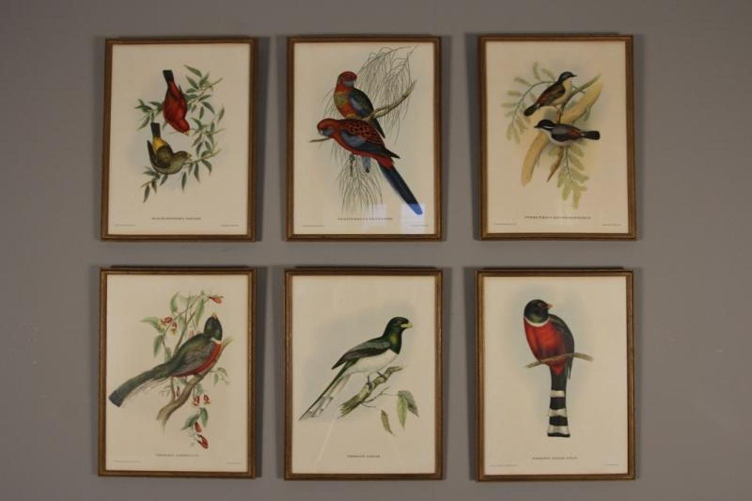Vibrant Set of Ornithological Lithographs