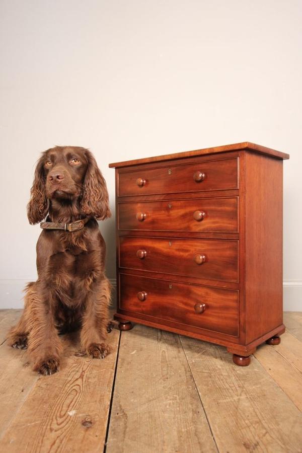 Super Quality 19th C Mahogany Apprentice Chest of Drawers
